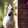 Фото профиля أفنان