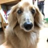 せんちゃ 的头像