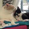 ジョニー profil fotoğrafı