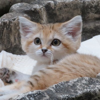 sugarfloor1's profile picture