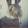 Al Bunny profil fotoğrafı