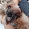 DogFiuk 🐶❤️'s profile picture