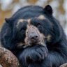 onebear 的头像