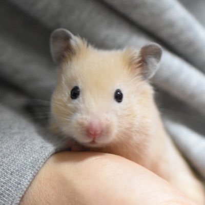 ねずこ🐹❤️ビビ🐹💛キンクマハムスター's profile picture