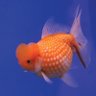 Profilbild von Randy Cheow