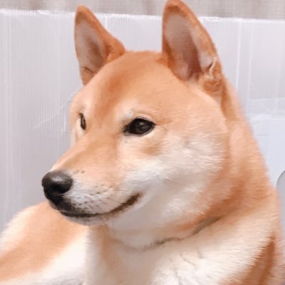 柴犬コマさん's profile picture