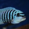 zebra mbuna ใcichildใ ็ๅคดๅ