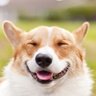 BeesAR's profile picture