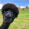 Bongani Magwaza's profile picture