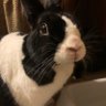 Profilbild von Precious ways Rabbit Sanctuary