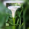 Alma Rosa Luna's profile picture