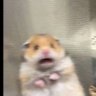 merve's profile picture