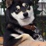 Фото профиля studhusky86