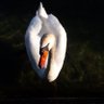 Wollknäuelsockenbart profil fotoğrafı