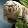 Tardigrade 🇨🇩🇬🇳🇧🇪🇺🇸 的头像