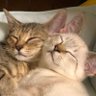 😺レオもか😸➕ profil fotoğrafı