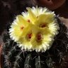 Фото профиля Noselmeunom