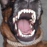 Profilbild von The Growler