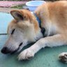 ひらまち's profile picture