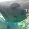 もふもふ profil fotoğrafı