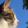 Фото профиля ✨mona✨🐈