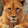 Profilbild von Susa 🦁