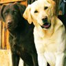 B.R. Lively ⚖️ profil fotoğrafı
