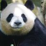 Profilbild von คิดว่าฉันเป็นแพนด้าสักตัว🐼