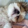 ざりがに's profile picture