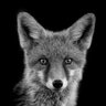 Foxy profil fotoğrafı