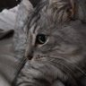 Profilbild von Cutini