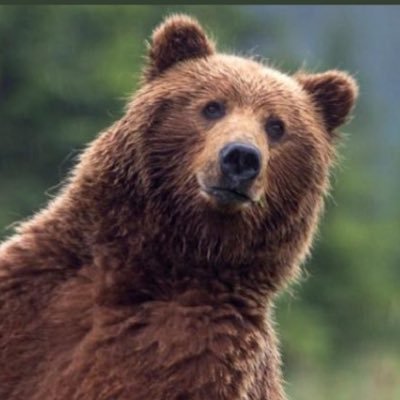 M49liberorso's profile picture