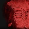 Elefant Grana 的头像