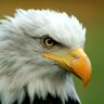 🇺🇸4loveofcountry🇺🇸's profile picture