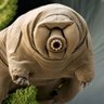 Profilbild von Oso De Agua