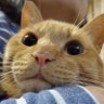 どぶろく兄さん's profile picture
