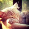 colette flanigan's profile picture