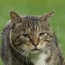 ぬこ大好き🐾 profil fotoğrafı