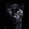 Фото профиля Ironpuma