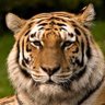 Фото профиля El tigre