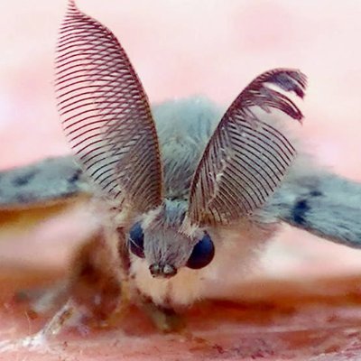 Moth Propaganda 💗🏳️🌈💗's profile picture