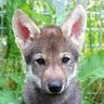 Фото профиля SpiffyWolf