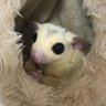 ぽうる's profile picture