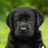 waterdogs 的头像