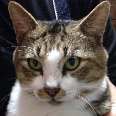 yatsuosan's profile picture