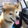 柴犬銀's profile picture