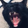 Jacaranda's profile picture