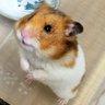 コタク(行政書士試験合格者)🐹 profil fotoğrafı