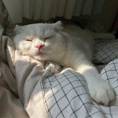 93Rung's profile picture