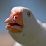 Dolan Dark 的头像